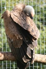 2008-03 Hawk Conservancy